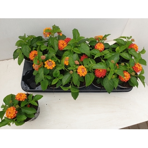 LANT C SIMON ORANGE