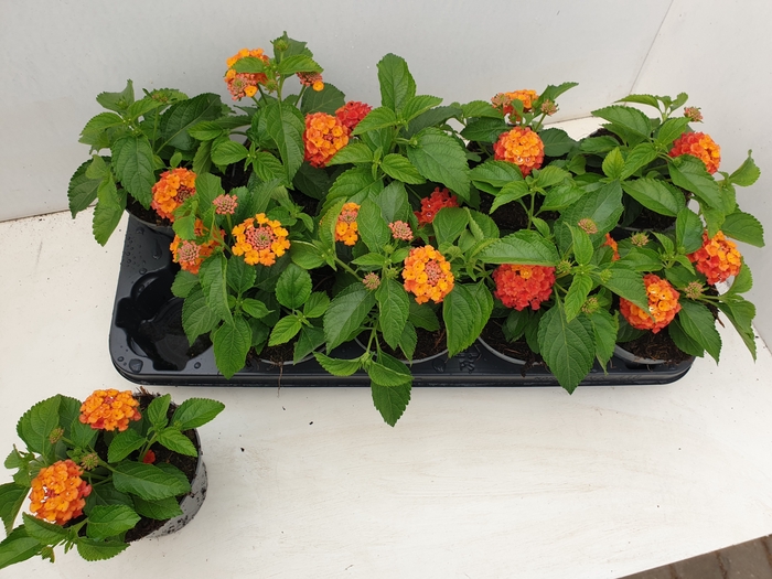 <h4>LANT C SIMON ORANGE</h4>