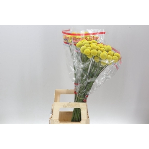 Craspedia Big Yellow