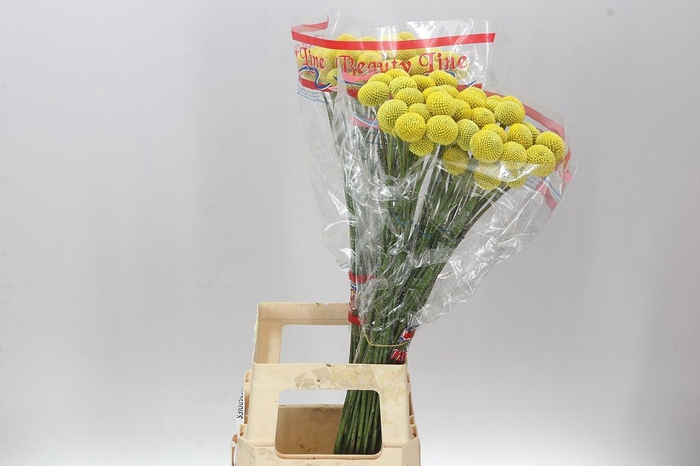 <h4>Craspedia Big Yellow</h4>