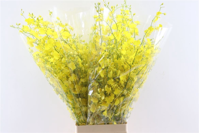 <h4>Oncidium Honey Angel Xl</h4>