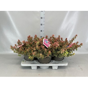 Abelia   ...