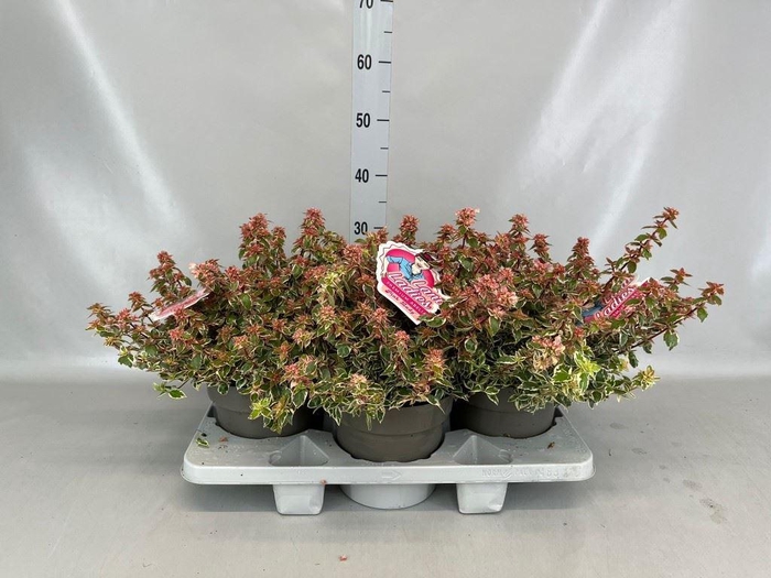 <h4>Abelia   ...</h4>