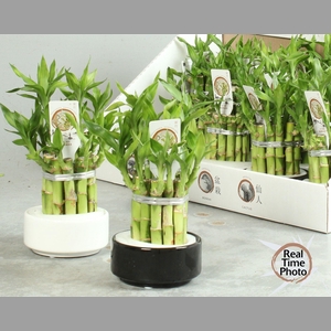 DRA LUCKY BAMBOO