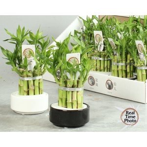 DRA LUCKY BAMBOO