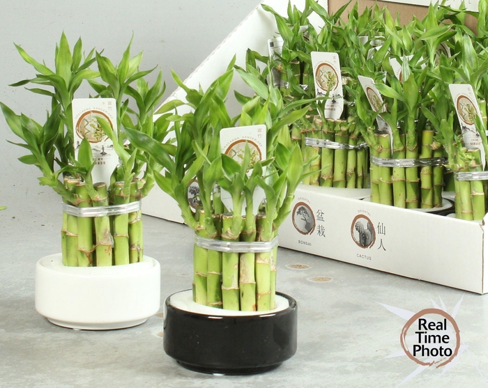 <h4>DRA LUCKY BAMBOO</h4>