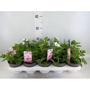 Pelargonium graveolens