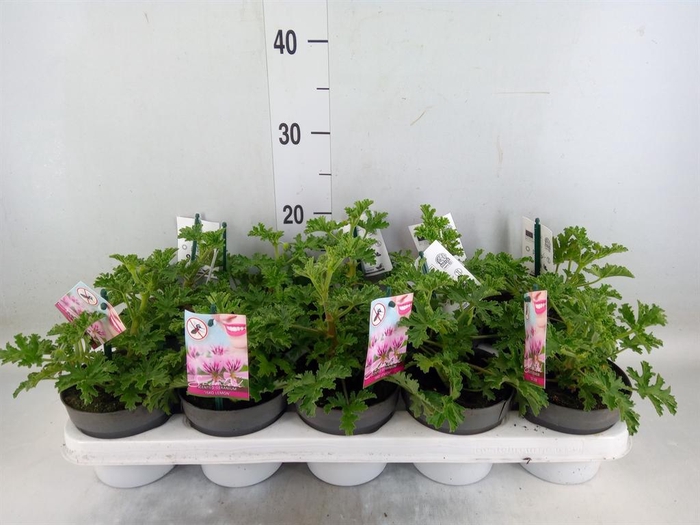 <h4>Pelargonium graveolens</h4>