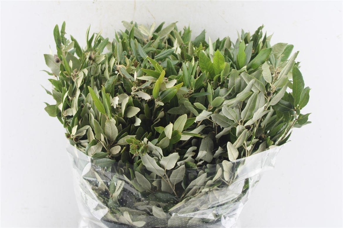 <h4>Steeneik Quercus Ilex 400 Gram</h4>