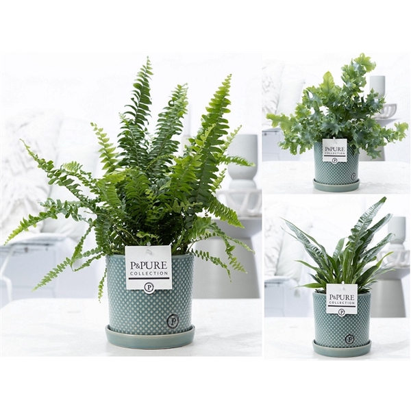 <h4>Varens gemengd in P&PURE Lauren ceramics green</h4>