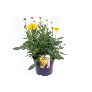 Coreopsis grandiflora 'Illico'