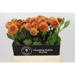 Dahlia Cornel Bronze