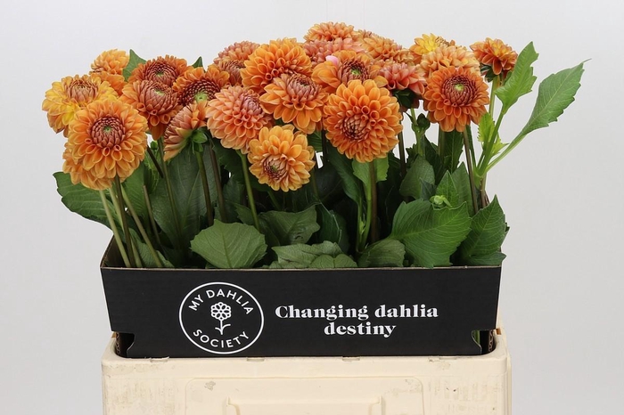 <h4>Dahlia Cornel Bronze</h4>