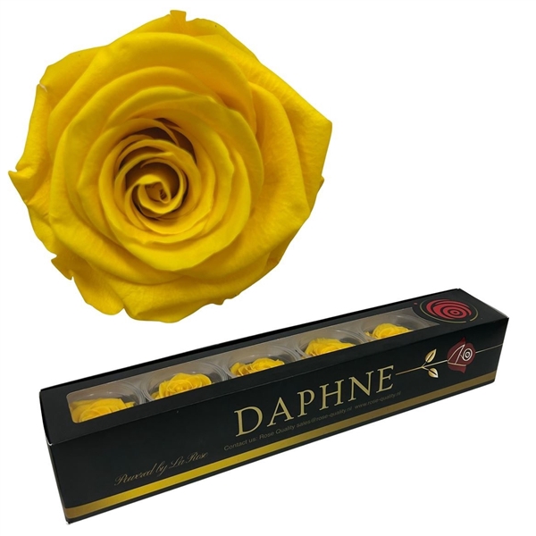 <h4>Preserved Rosa Yellow L</h4>