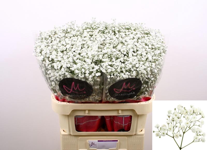 <h4>Gyps Polar Bear Marginpar</h4>