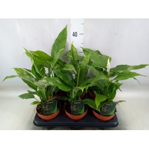 Spathiphyllum  'Diamond'