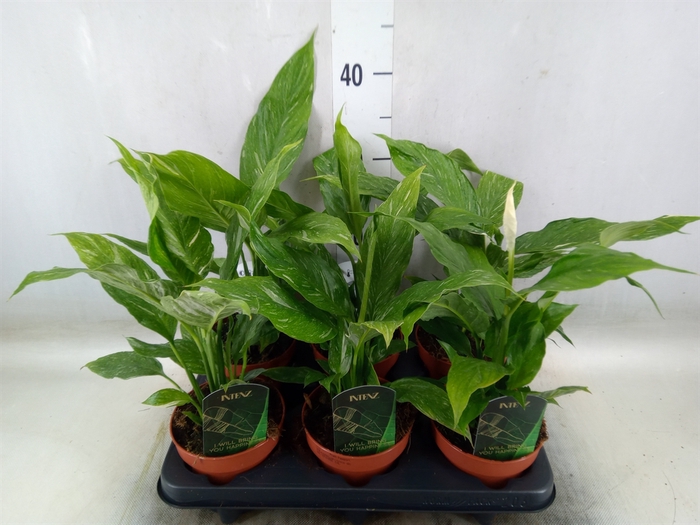 <h4>Spathiphyllum  'Diamond'</h4>