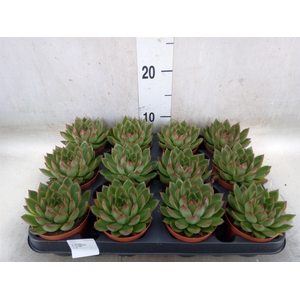 Echeveria  'Miranda'