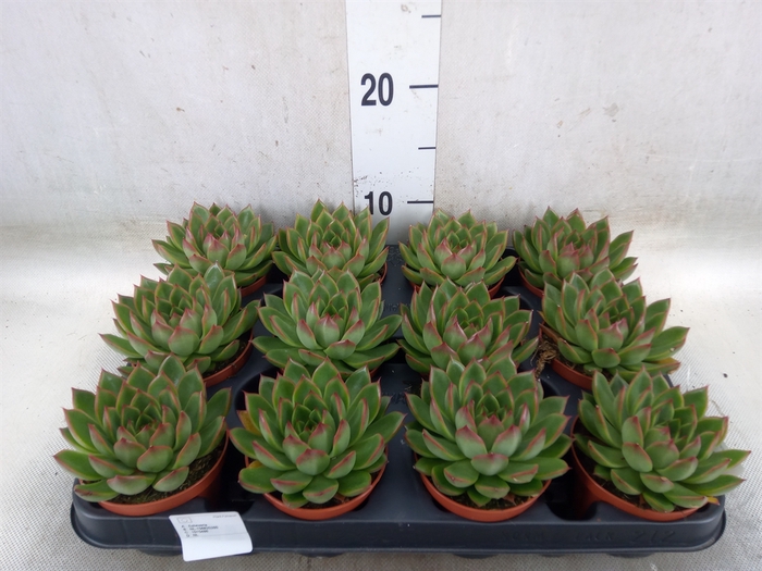 <h4>Echeveria  'Miranda'</h4>