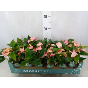 Anthurium  'Matata'
