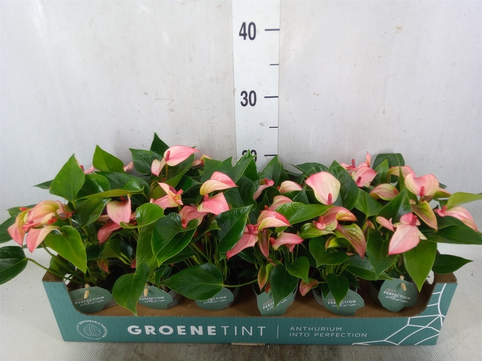 <h4>Anthurium  'Matata'</h4>