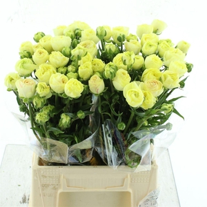 Ran Nat Moderna Limoncello