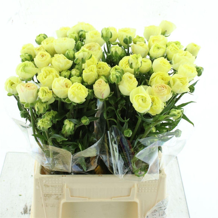 <h4>Ran Nat Moderna Limoncello</h4>