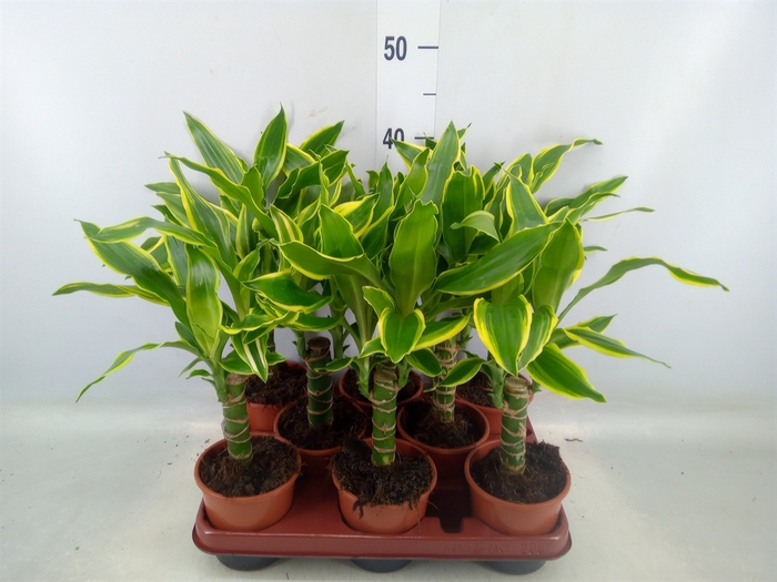 <h4>Dracaena frag. 'Golden Coast'</h4>