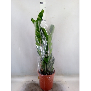 Zamioculcas zamiifolia