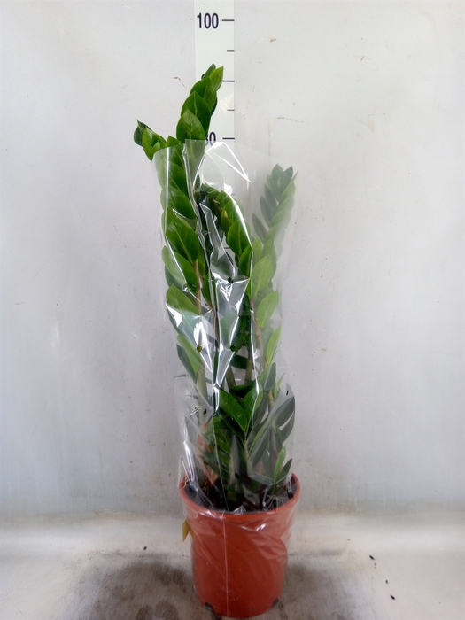 <h4>Zamioculcas zamiifolia</h4>