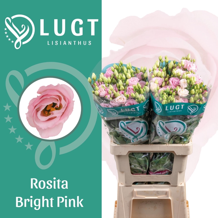 <h4>Lisianthus Rosita Bright Pink 996</h4>