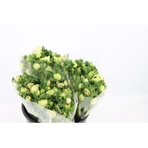 Anem Marianne Panda White