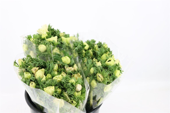 <h4>Anem Marianne Panda White</h4>