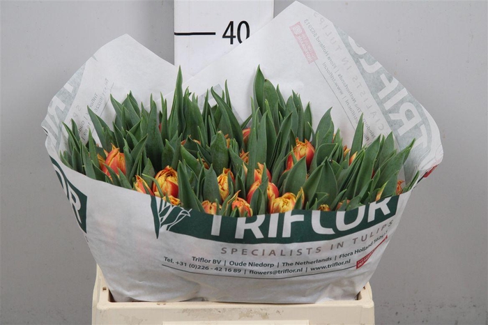 <h4>Tu Du Edition</h4>