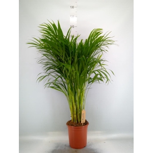 Dypsis lutescens   ...Chrysalidoca