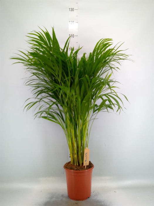 <h4>Dypsis lutescens   ...Chrysalidoca</h4>