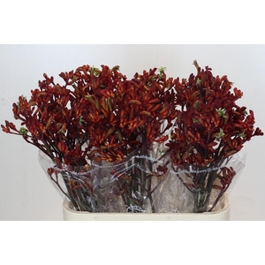 Kangaroo Paw Early Spring Indoor