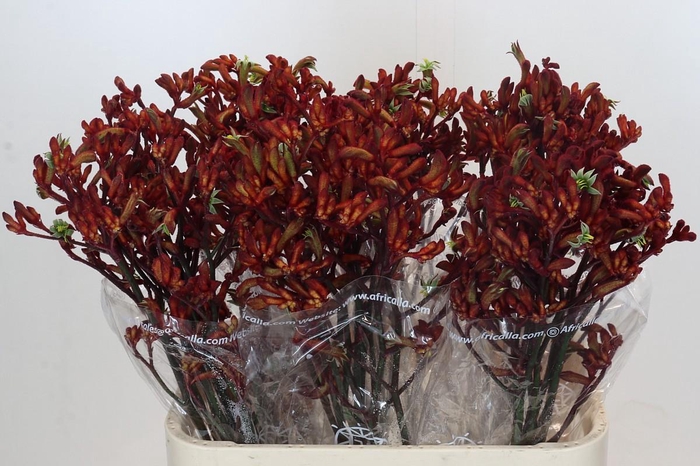 <h4>Anigozanthos Early Spring Indoor</h4>