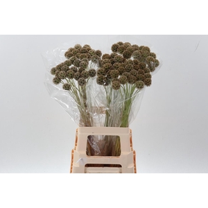 Scabiosa Stellata Zd