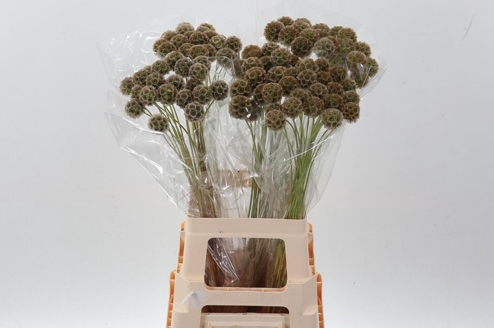 <h4>Scabiosa Stellata Zd</h4>