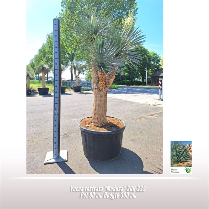 <h4>Yucca rostrata "Medusa"</h4>