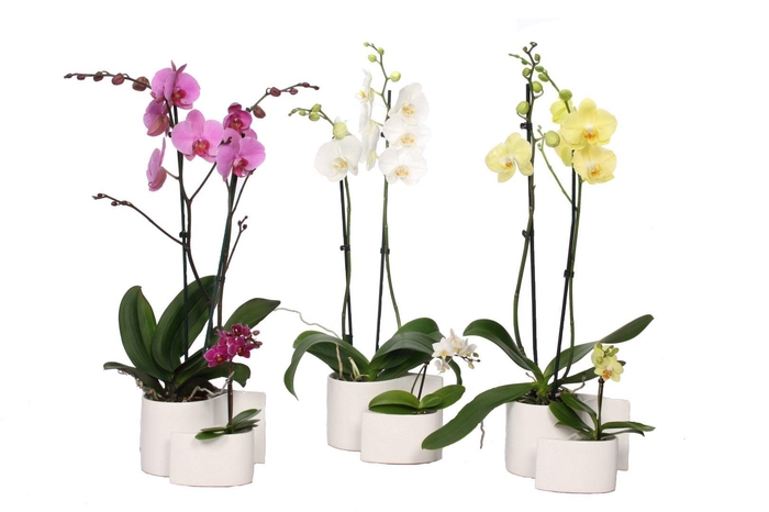 <h4>Yin Keramiek Phal Mix 2T+ Tiny Dolls 1T</h4>