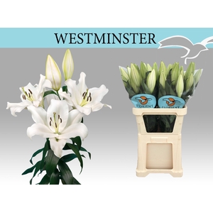LI OT WESTMINSTER