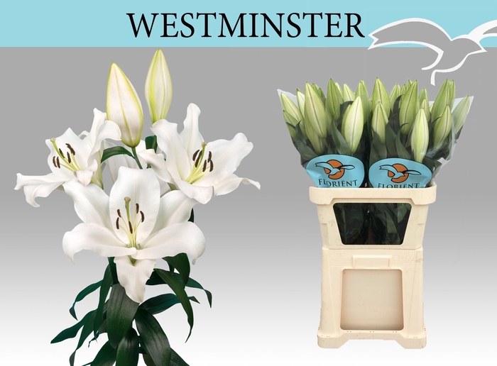 <h4>LI OT WESTMINSTER</h4>