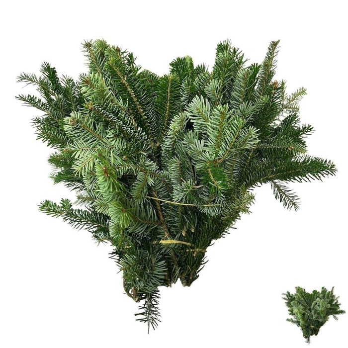 <h4>ABIES NORDMANN BS</h4>