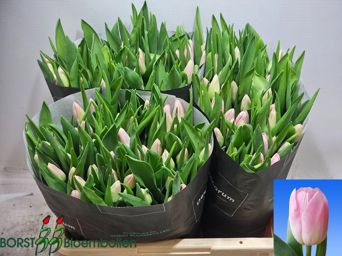 <h4>TU EN DYNASTY</h4>