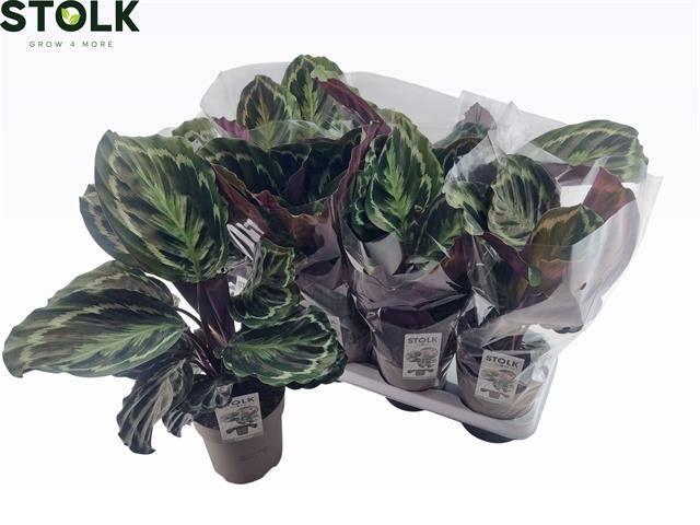 <h4>CALAT MEDALLION</h4>