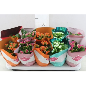 Kalanchoe Bl Gemengd