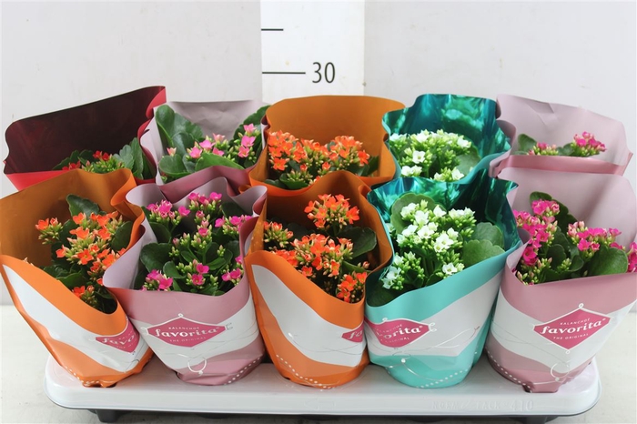 <h4>Kalanchoe Bl Gemengd</h4>