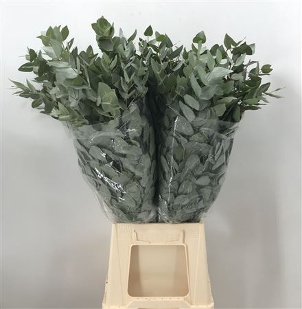 <h4>Euca Cinerea Koning 300</h4>